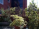 patio plants.jpg